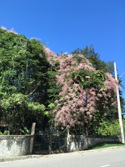 Congea tomentosa