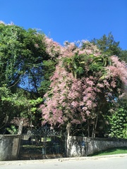 Congea tomentosa