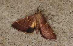 Persicoptera aglaopa