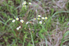 Erigeron tenuis