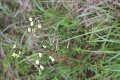 Erigeron tenuis