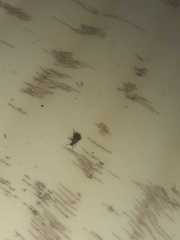 Acanthoscelides obtectus