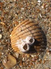 Amphibalanus venustus