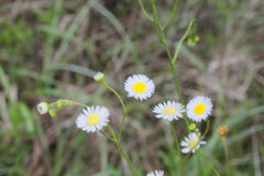 Erigeron tenuis