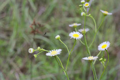 Erigeron tenuis