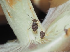 Ptenothrix marmorata