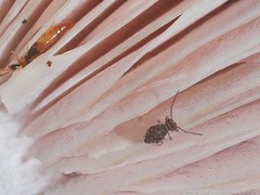 Ptenothrix marmorata