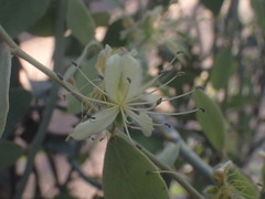 Capparis nummularia