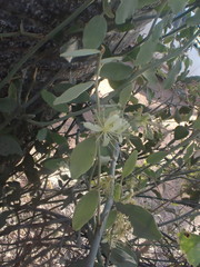 Capparis nummularia