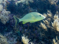 Bluestriped Grunt photo 4