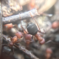 Formica integroides