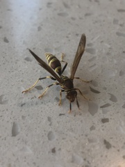 Polistes exclamans