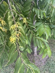 Cananga
