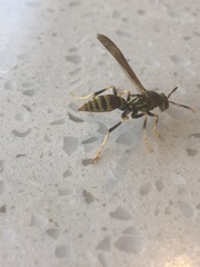 Polistes exclamans