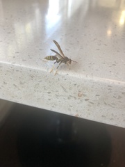 Polistes exclamans