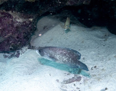 Rypticus saponaceus