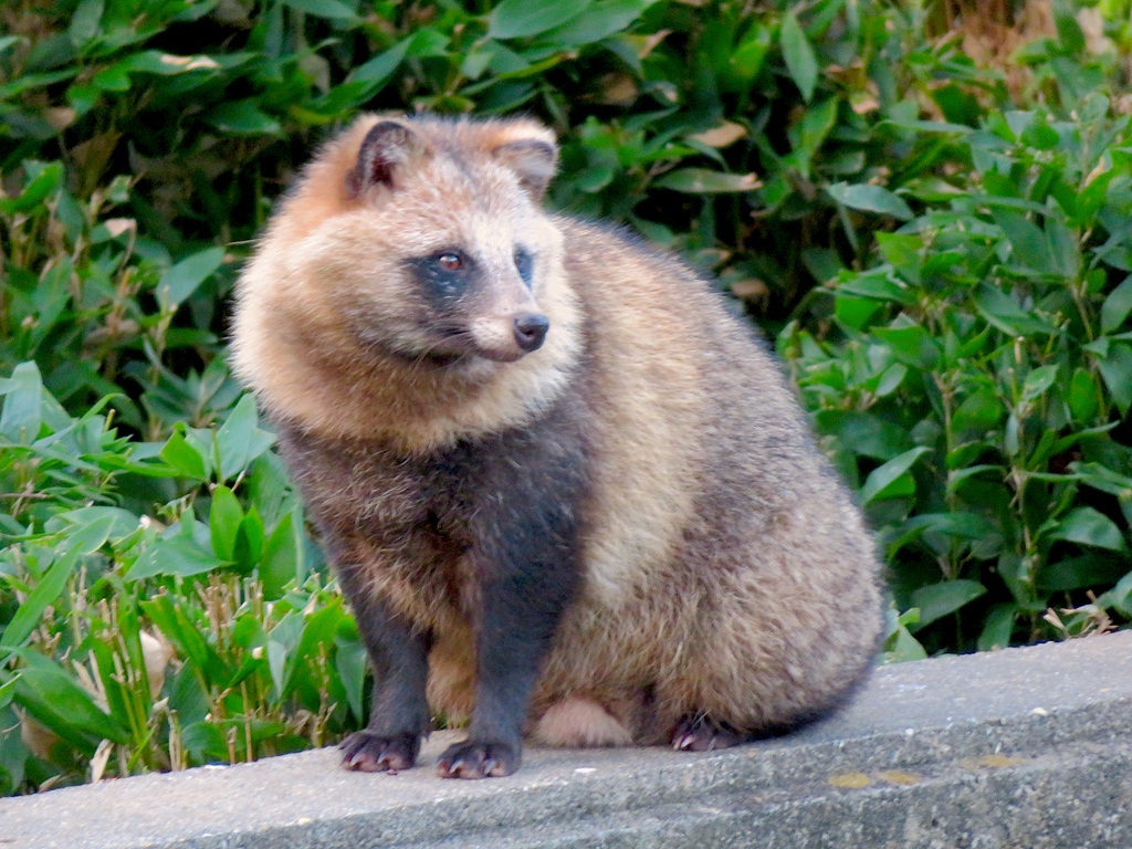 Japanese Raccoon Dog (Nyctereutes viverrinus) - Know Your Mammals