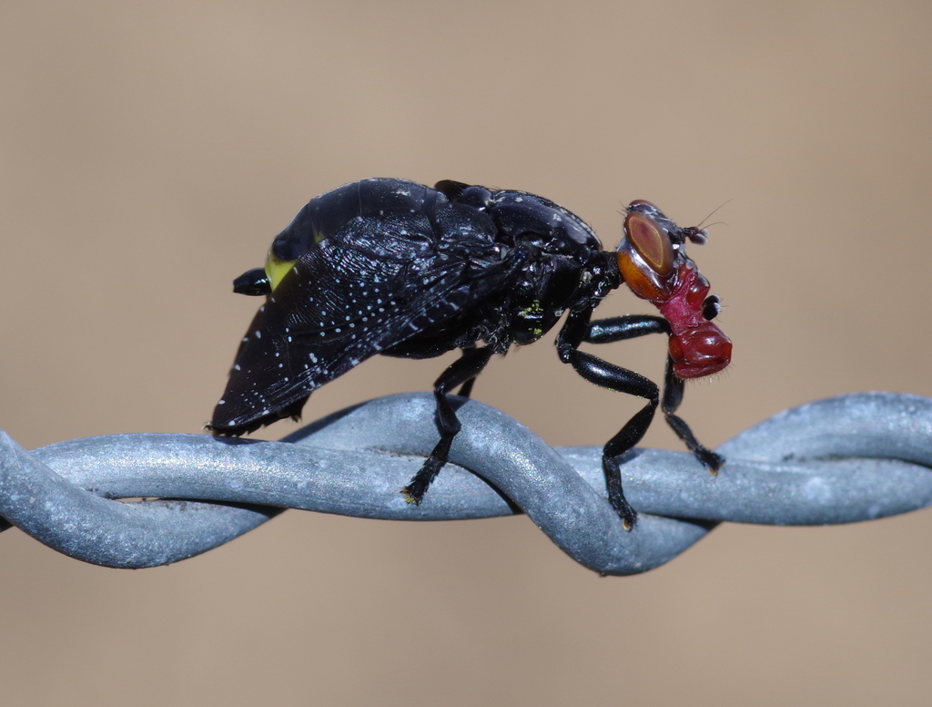 Palpomya