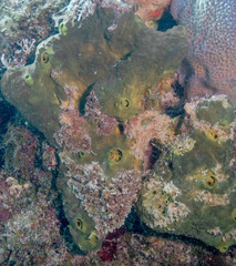 Smenospongia conulosa