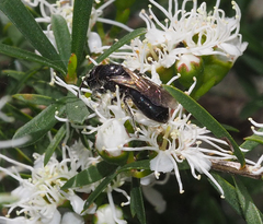 Euryglossa ephippiata
