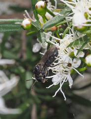 Euryglossa ephippiata