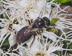 Euryglossa ephippiata