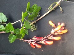 Eccremocarpus scaber