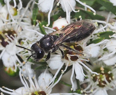 Euryglossa ephippiata