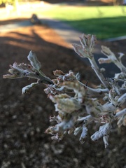 Cystotheca lanestris