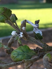 Cystotheca lanestris