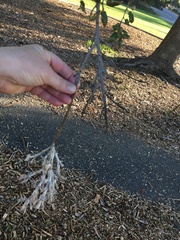 Cystotheca lanestris