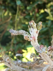 Cystotheca lanestris