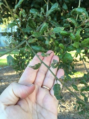 Cystotheca lanestris