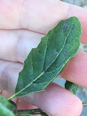 Cystotheca lanestris