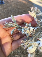 Cystotheca lanestris