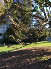 Cystotheca lanestris