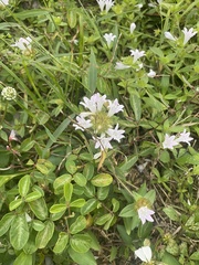 Richardia grandiflora