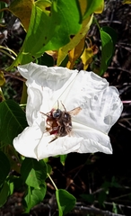 Xylocopa tabaniformis melanosoma
