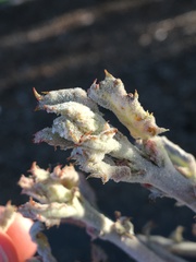 Cystotheca lanestris