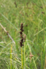 Carex triangularis