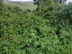 Eccremocarpus scaber