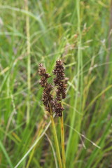 Carex triangularis