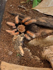 Brachypelma