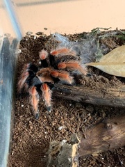 Brachypelma