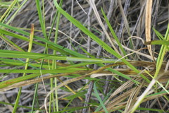 Carex triangularis