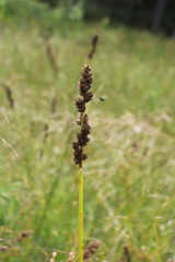 Carex triangularis