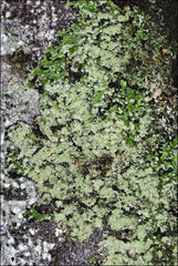 Pannaria pulverulacea