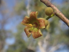 Brachychiton diversifolius