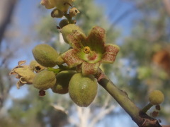 Brachychiton diversifolius