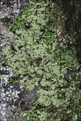 Pannaria pulverulacea